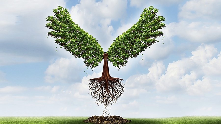 Sometimes You Have to Choose Between Planting Roots and Growing Wings